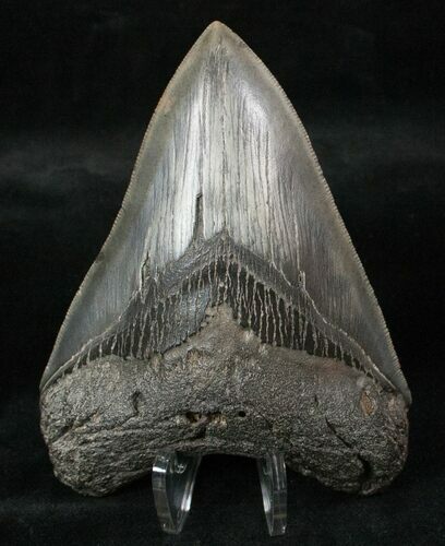 Nice Fossil Megalodon Tooth - Serrated #13374